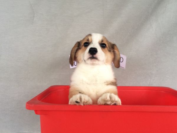 60日龄 5DD (27).jpg