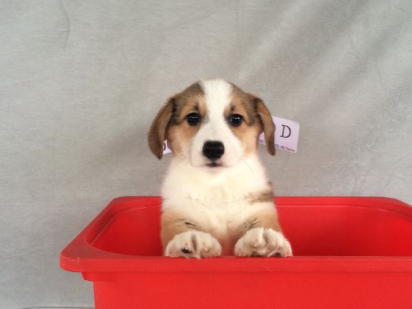 60日龄 5DD (28).jpg