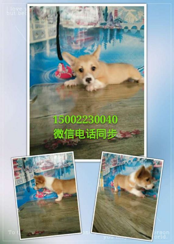 webwxgetmsgimg (1).jpg