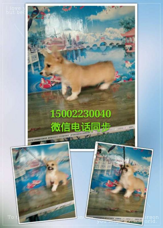 webwxgetmsgimg (2).jpg