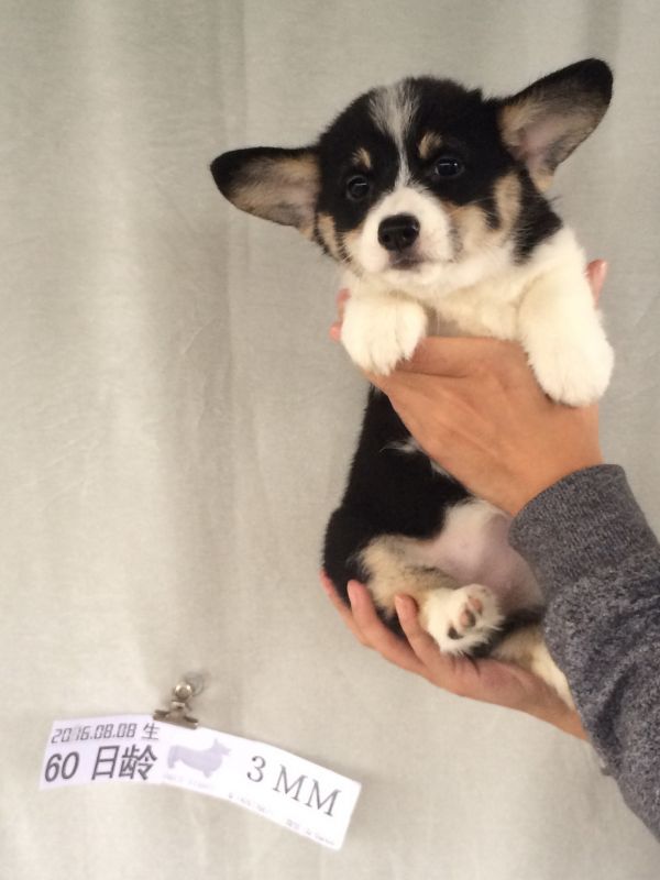60日龄 3MM (42).jpg