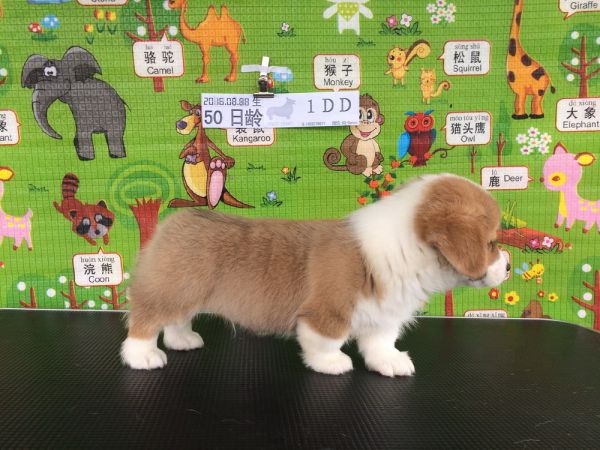 50日龄 1DD (5).jpg