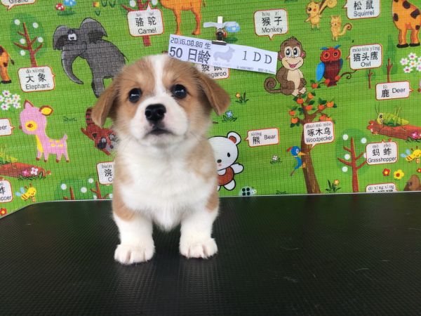 50日龄 1DD (14).jpg