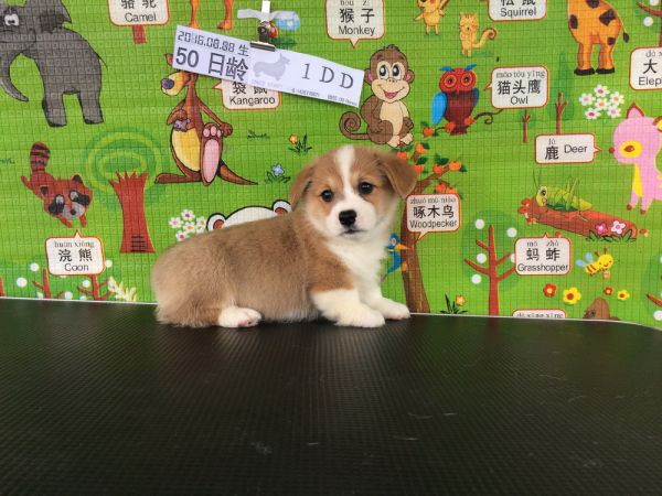 50日龄 1DD (18).jpg