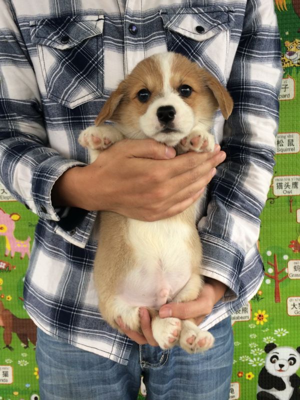 50日龄 1DD (24).jpg