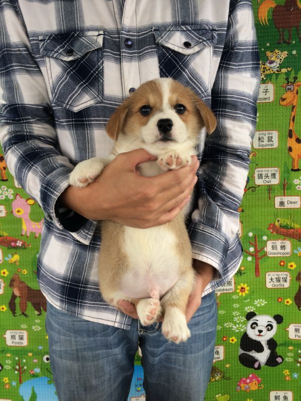 50日龄 1DD (31).jpg