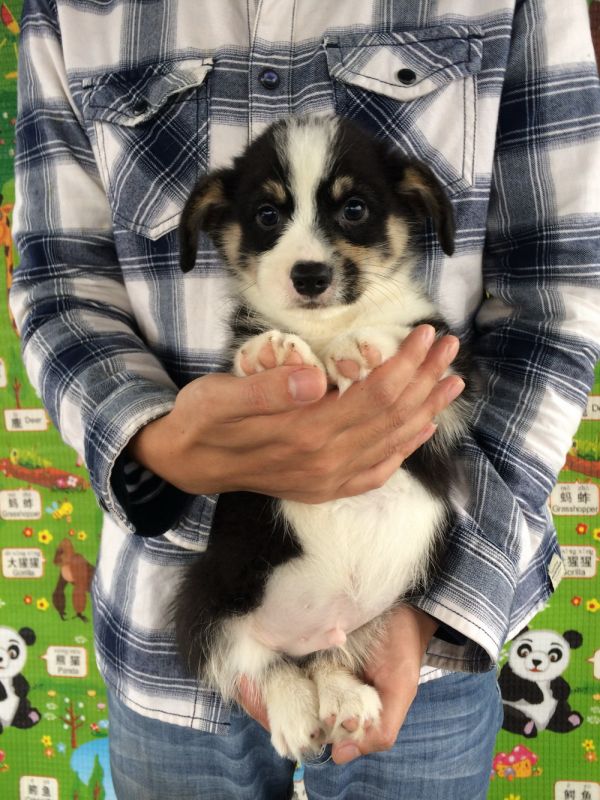 50日龄2DD (38).jpg