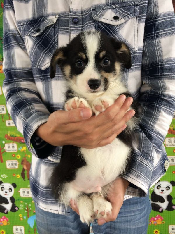 50日龄2DD (40).jpg