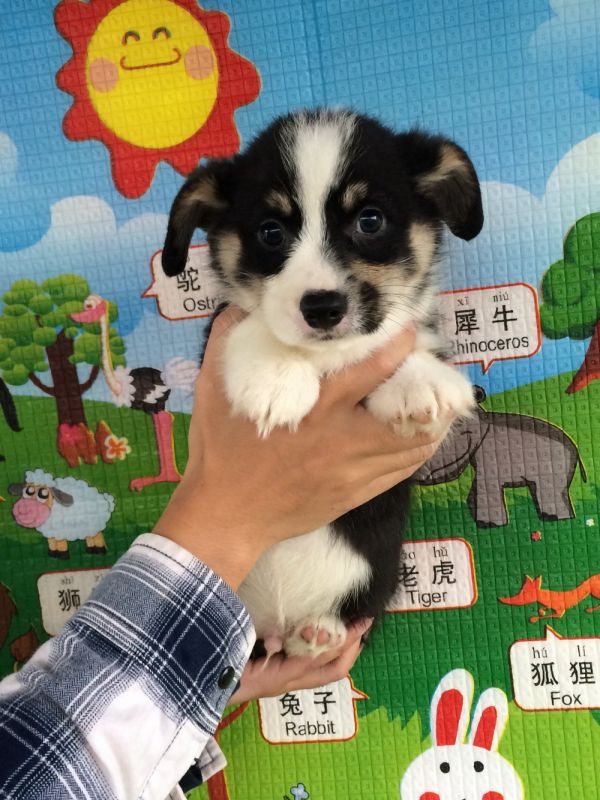 50日龄2DD (48).jpg