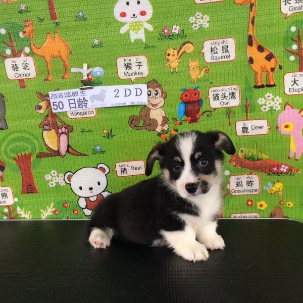 50日龄2DD (62).jpg