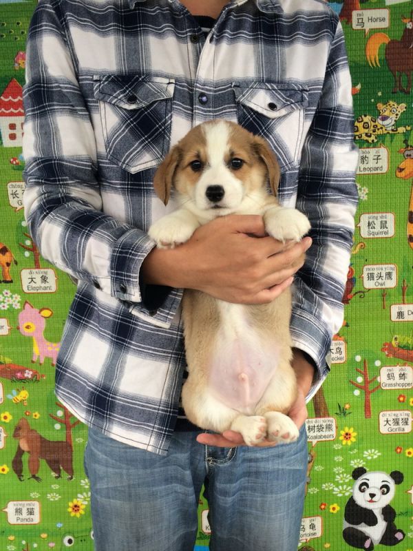 50日龄5DD (14).jpg