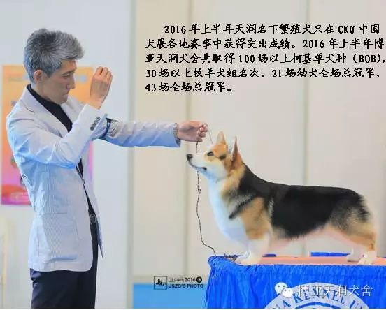 繁殖犬只.JPG