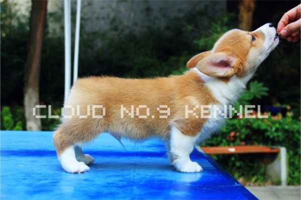 黄dd2拷贝.jpg