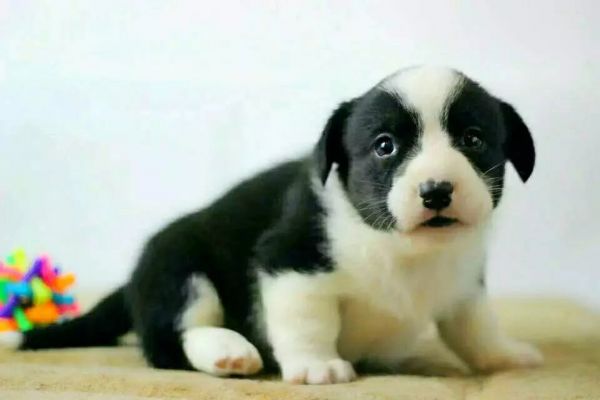 psb (2).jpg