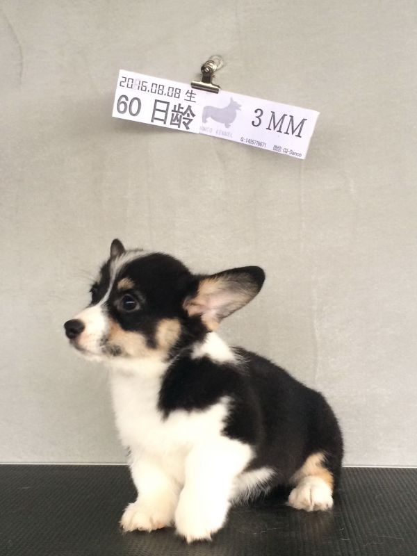 60日龄 3MM (31).jpg