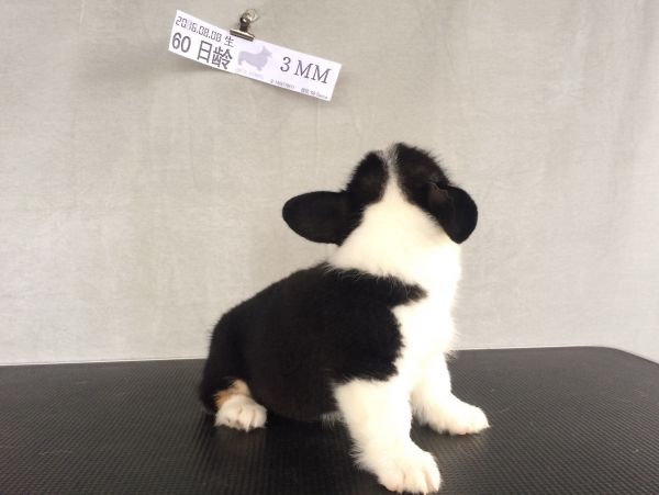 60日龄 3MM (32).jpg