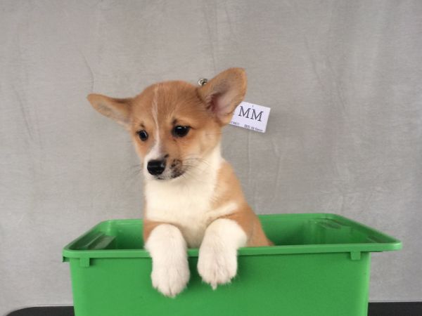 60日龄 4MM (71).jpg