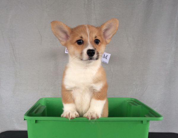 60日龄 4MM (86).jpg