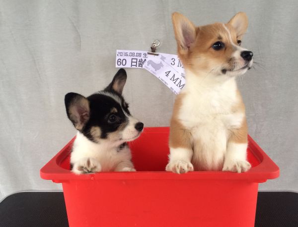 60日龄 合 (37).jpg