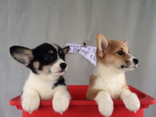 60日龄 合 (7).jpg