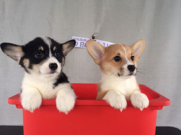 60日龄 合 (11).jpg