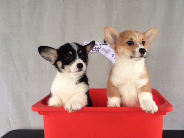 60日龄 合 (18).jpg