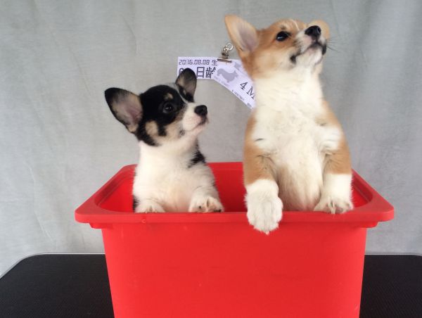 60日龄 合 (36).jpg