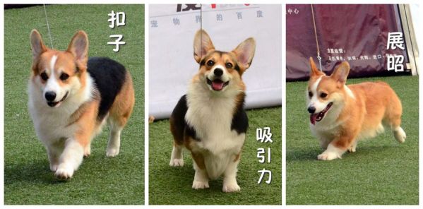 拼图.jpg