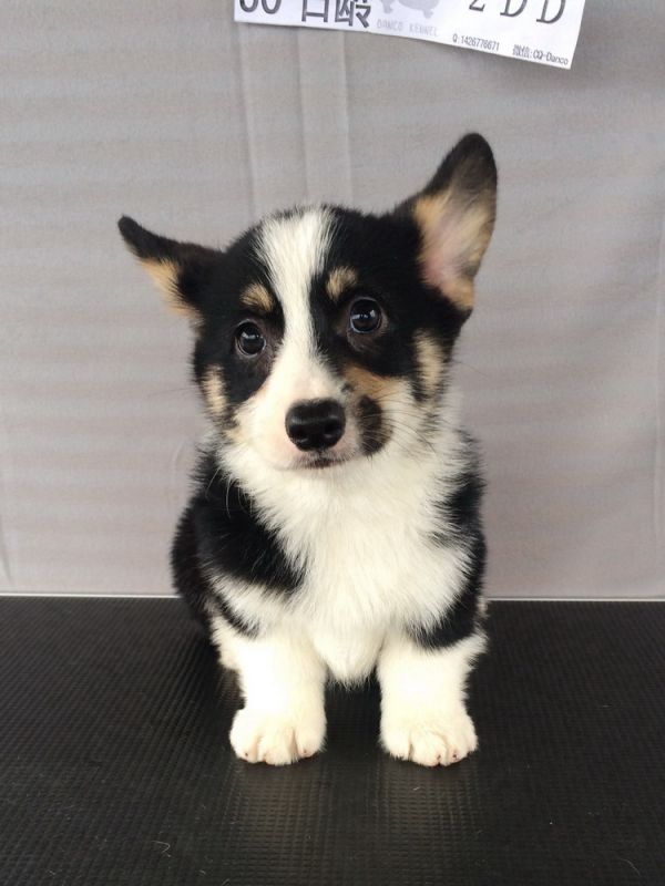 2D 80日龄 (26).jpg