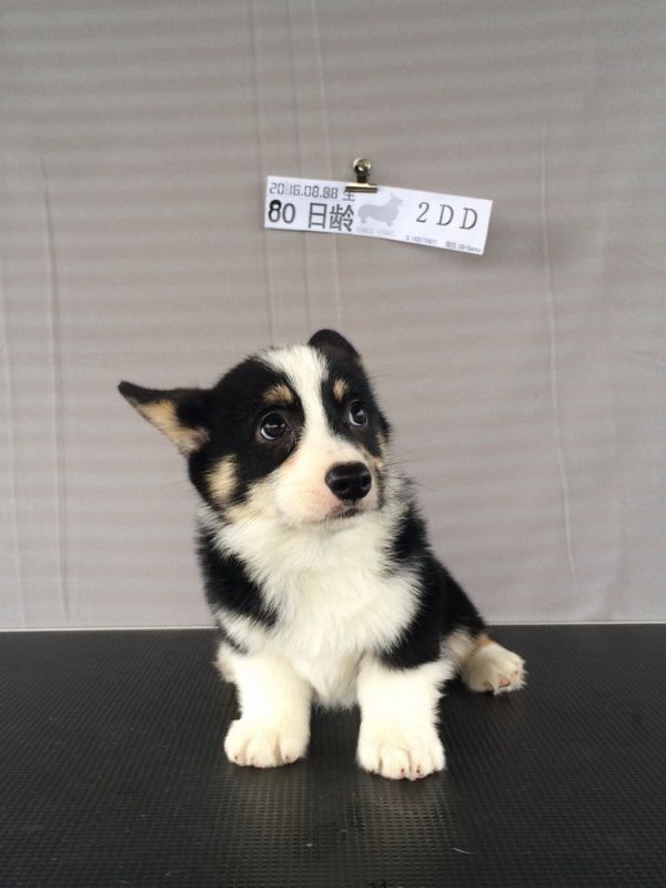 2D 80日龄 (33).jpg