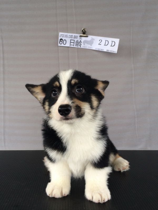 2D 80日龄 (36).jpg