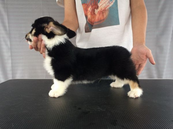 2D 80日龄 (61).jpg