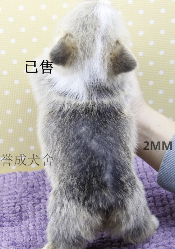 2MM (4)_看图王.jpg