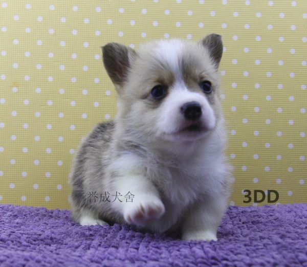 3DD (1)_看图王.jpg