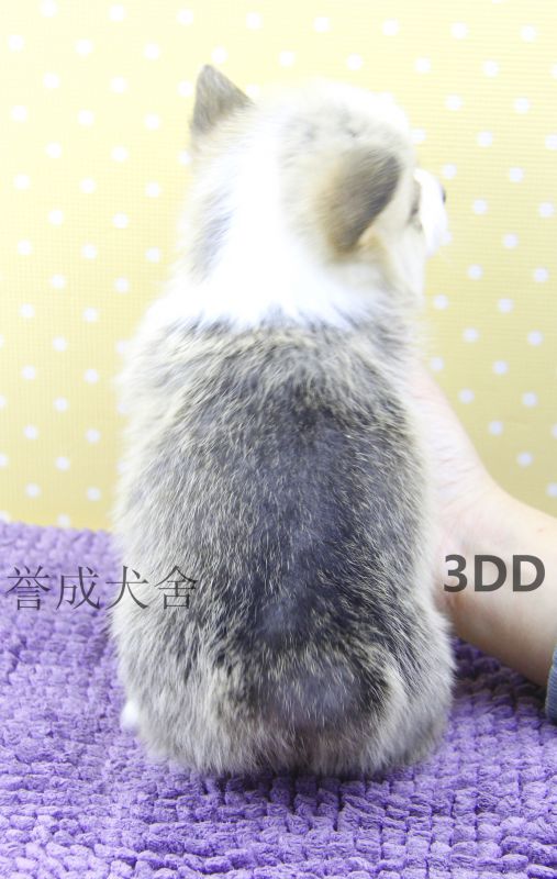 3DD (2)_看图王.jpg