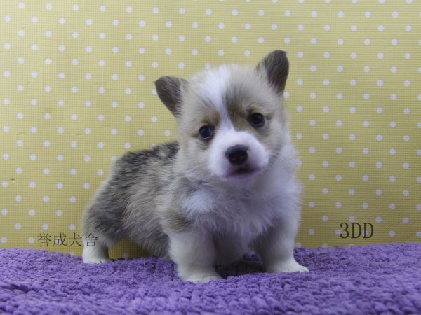 3DD (4)_看图王.jpg