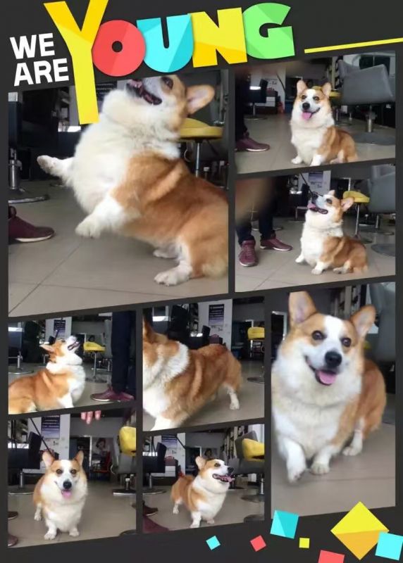 金宝