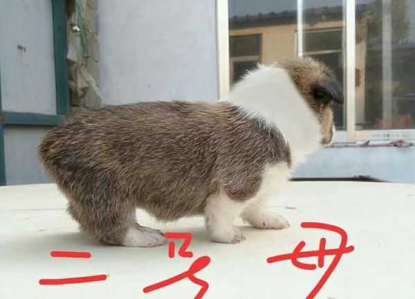 2母-1