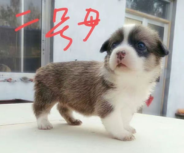 2母-2