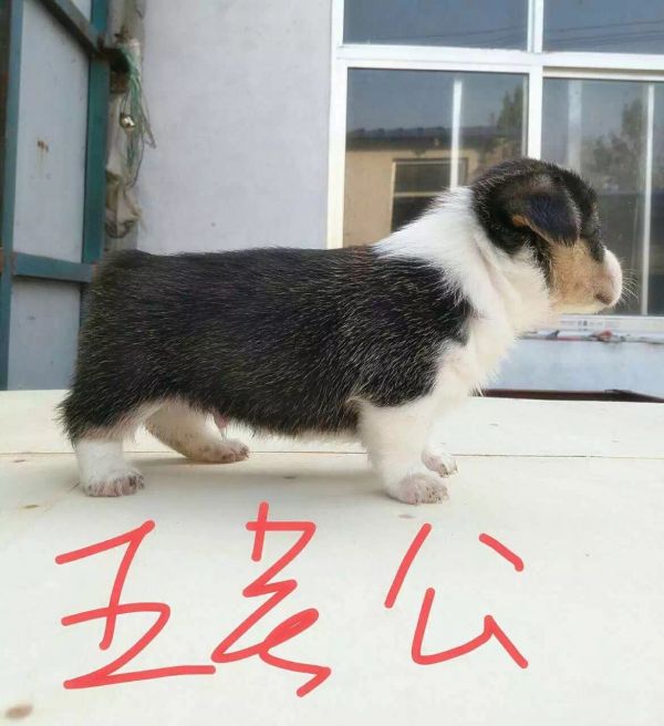 5公-1