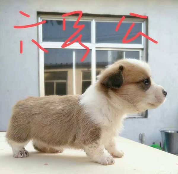 6公-2