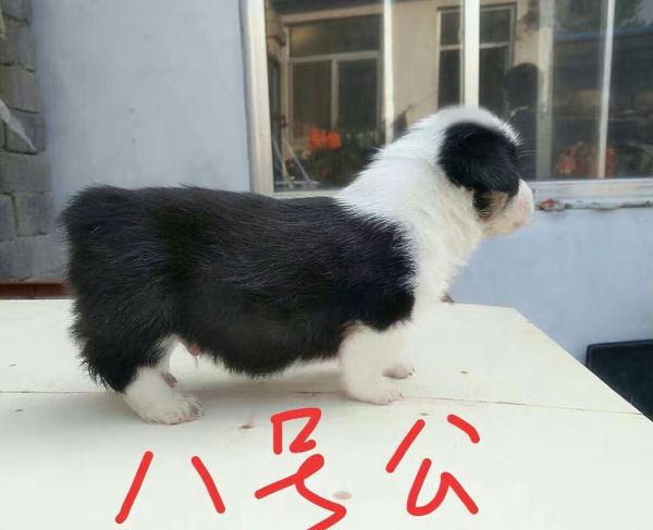 8公-1