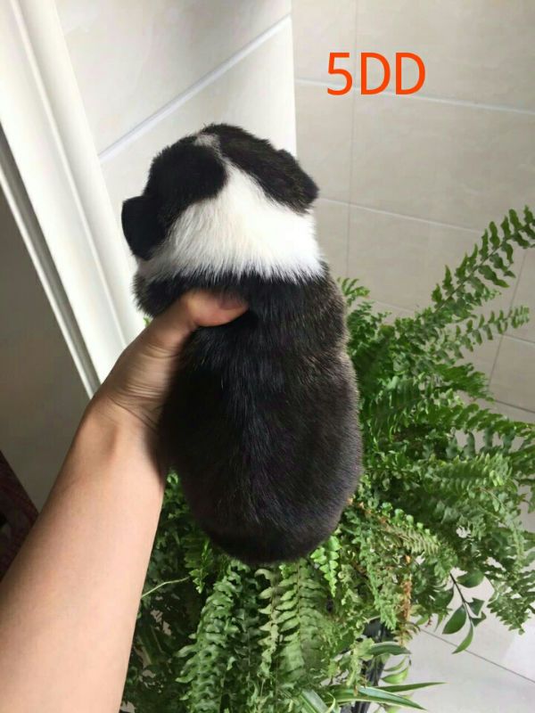88815