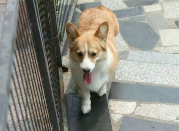 母犬.jpg