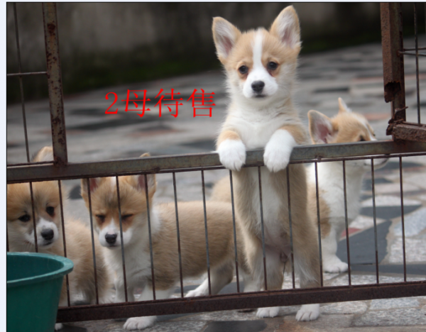 2母3.png