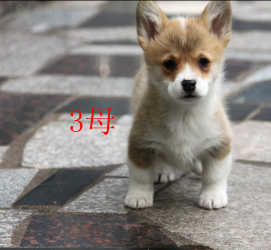母3.png