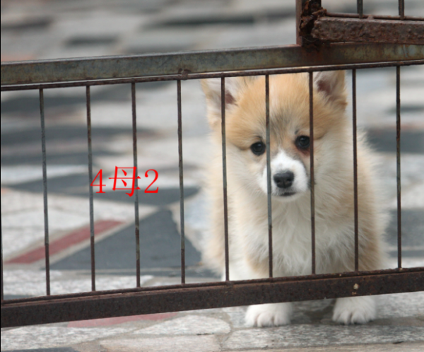 4母2.png