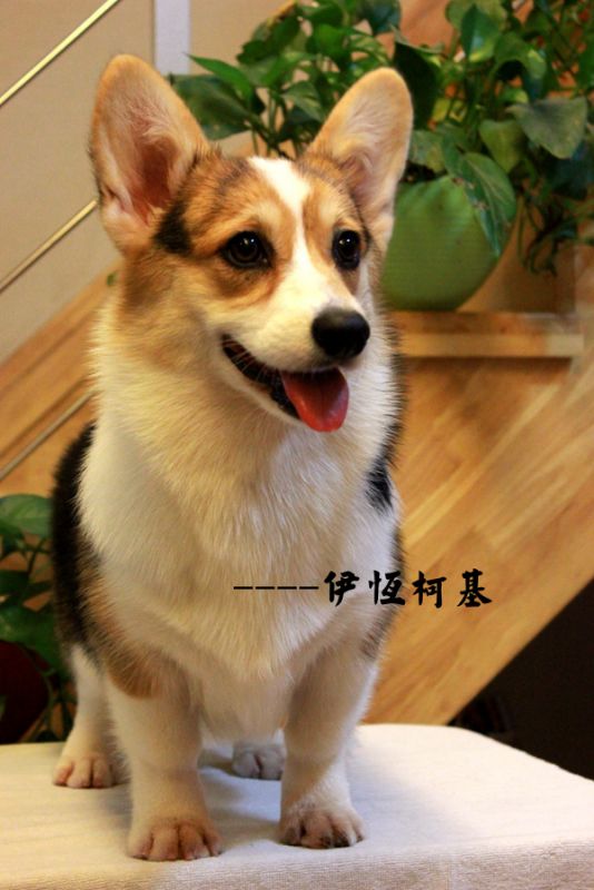 IMG_8040_副本.jpg