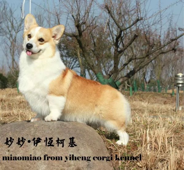 miaomiao.jpg