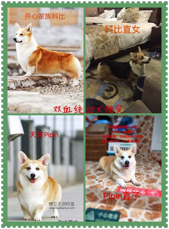 小意配琪琪血统搭配.jpg